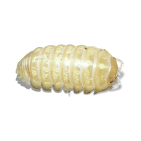 T+ Albino Roly Poly Isopods - Armadillidium vulgare "T+ Albino"- Canada