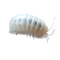 Nosy Quartz Isopods - Armadillidium nasatum "Quartz" - Canada