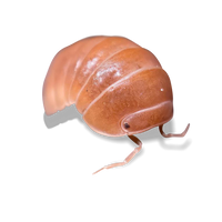 Oak Woodland "Orange Crush" Isopods -  Armadillo officinalis 'Orange Crush' - Canada