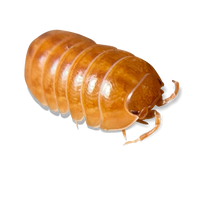 Orange Vigor Isopods - Armadillidium vulgare "Orange Vigor" - Canada 