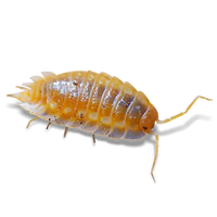 BC Maple Orange Isopods - Oniscus Asellus "BC Maple Orange" - Canada