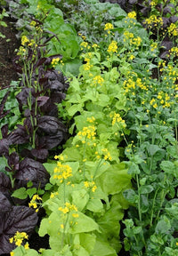 Yellow Sarson Mustard Greens  / Indian Colza