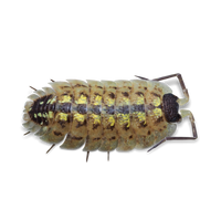 Brickworks Isopods - Porcellio spinicornis - Canada