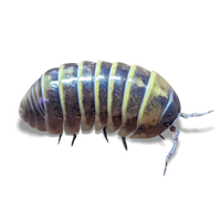 Bumble Bee Isopods - Armadillidium badium "Castledaccia" - Canada 