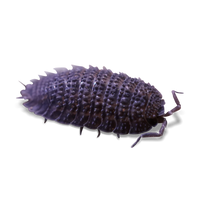 Canary Spikey Isopods - Porcellio sp. "Canary Spikey" - Canada