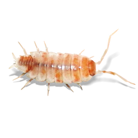 Creamsicle Isopods - Porcellionides Pruinosus "Creamsicle"- Canada