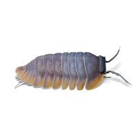 Redskirt Isopods - Cubaris sp. "Redskirt" - Canada