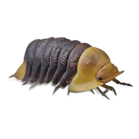 Rubber Ducky Isopods - Cubaris sp. "Rubber Ducky" - Canada
