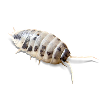 Dairy Cow Isopods - Porcellio laevis "Dairy Cow" - Canada