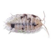 Dalmatian Isopods - Porcellio scaber "Dalmation" - Canada