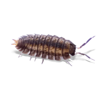 Dwarf Cave Isopod - Haplophthalmus danicus - Canada