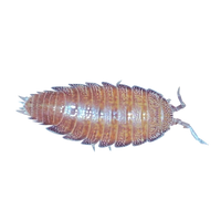 Dwarf Purple Isopods - Trichoniscus tomentosa - Canada