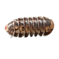 Dwarf Roly Poly Isopods - Venezillo parvus - Canada