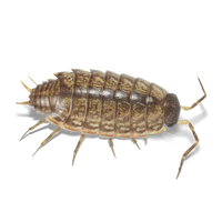 Dwarf Striped Isopods - Philoscia muscorum - Canada