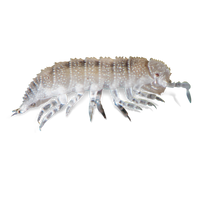 Dwarf White Isopods - Trichorhina tomentosa - Canada