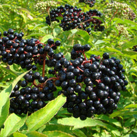 Elderberry