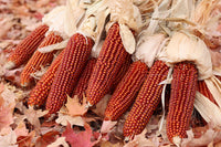 This is Zea mays. The common name for this is Floriani Red Corn. Whimsy and Wonder Seeds sells the freshest of heirloom seeds, vegetable seeds and rare garden seeds. Check this Floriani Red Corn (Zea mays) out along with all of our Heirloom vegetables and rare garden plant seeds here at Whimsy and Wonder Seeds. We ship these garden seeds from Canada to anywhere in the World.