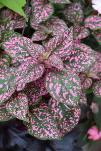 Polka Dot Plant - Pink