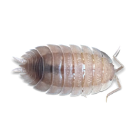 Gdansk Ghost Isopods -Porcellio scaber "Gdnask Gost" - Canada