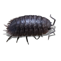 Giant Canyon Isopods - Porcellio dilatatus - Canada