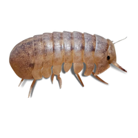 Giant Isopod - Helleria brevicornis - Canada