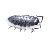 Hoffmann's or Titan Isopods  - Porcellio hoffmannsegii - Canada 