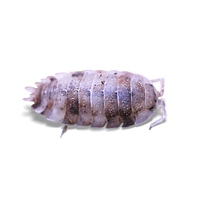 Koi Isopods - Porcellio scaber "Koi" - Canada