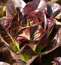 This is Lactuca sativa. The common name for this is Breen Baby Lettuce -  Mini Bronze-Red Romaine. Whimsy and Wonder Seeds sells the freshest of heirloom seeds, vegetable seeds and rare garden seeds. Check this Breen Baby Lettuce -  Mini Bronze-Red Romaine(Lactuca sativa) out along with all of our Heirloom vegetables and rare garden plant seeds hereat Whimsy and Wonder Seeds. We ship these garden seeds from Canada to anywhere in the World.