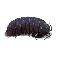 Little_Sea_Isopods - Cubaris murina - Canada