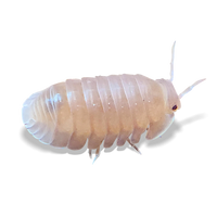 Little Sea "Papaya" Isopods - Cubaris murina "Papaya"- Canada