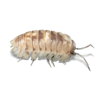 Marbleized Isopods - Armadillidium sp. "Marbleized" - Canada