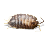 Milkback Isopods - Porcellio laevis "Milkback"- Canada