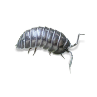 Nosy Isopods - Armadillidium nasatum - Canada