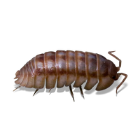 Nosy Peach Isopods - Armadillidium nasatum "Peach"