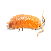 Orange Scaber Isopods - Porcellio scaber "Orange" - Canada