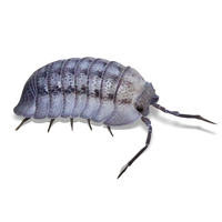 Peraccae Isopods - Armadillidium peraccae - Canada