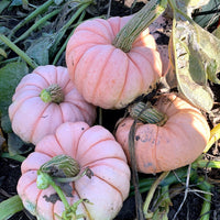 Meet Cucurbita maxima.The common name for this is Porcelain Pink Princess Pumpkin. Stargazer Exotics is proud to offer the freshest of rare plant seeds. Check this Cucurbita maxima (Beta vulgaris subsp. Cicla) out along with all of our other Heirloom Vegetable and Rare Finds Trees plant seeds here at Stargazer Exotics. We ship these Heirloom Vegetable and Rare Finds seeds from Canada to anywhere in the World.