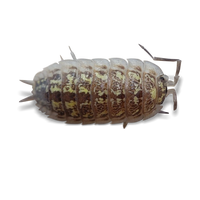 Bright Hassi Isopods - Porcellio hassi "Bright Form" - Canada