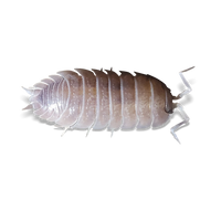 Icanus Isopods - Porcellio incanus - Canada