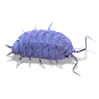 Powder Blue Isopods -  Porcellionides pruinosus “Powder Blue" - Canada