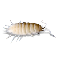 Powder White Isopods - Porcellionides pruinosus "White Out" - Canada