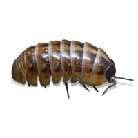 Punta Cana Isopods - Armadillidium vulgare “Punta Cana” - Canada