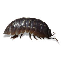 Roly Poly Isopods - Armadillidium vulgare "Wild Type" - Canada