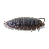 Rough Grey Isopods - Porcellio scaber "Wild Type" - Canada