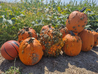 This is Cucurbita pepo. The common name for this is Scarface Pumpkin. Whimsy and Wonder Seeds sells the freshest of heirloom seeds, vegetable seeds and rare garden seeds. Check this Cucurbita pepo (Cucurbita maxima) out along with all of our Heirloom vegetables and rare garden plant seeds hereat Whimsy and Wonder Seeds. We ship these garden seeds from Canada to anywhere in the World.
