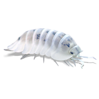 Shiro Utsuri Isopods - Nesodillo archangeli (Formerly Cubaris “Shiro Utsuri”) - Canada