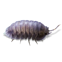 Silver Ghost Isopods - Nesodillo Arcangelii "Silver Ghost" / Cubaris "Silver Ghost" - Canada