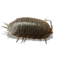 Smooth Grey Isopods - Porcellio laevis "Wild Type" - Canada