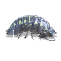 Southern Isopods - Armadillidium depressum - Canada