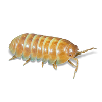 Tangerine Isopods - Armadillidium vulgare “Tangerine” - Canada